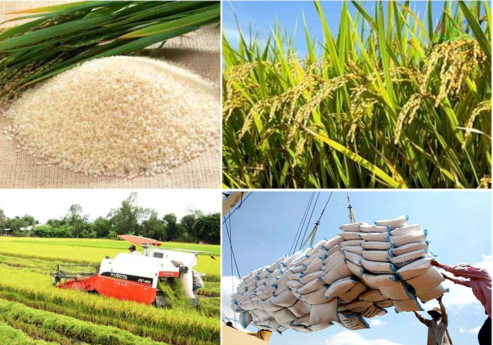 Dự án logistics nông sản