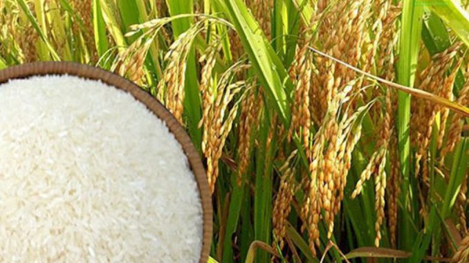 Dự án Chế biến lúa gạo xuất khẩu
